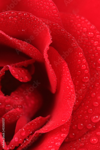 Fototapeta Naklejka Na Ścianę i Meble -  Beautiful Red Rose with Water Drops Macro