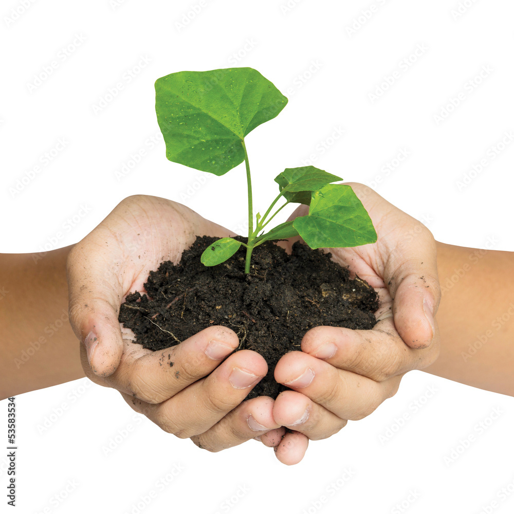 Hand holding a tree for giving life to the Earth isolated over w Hand holding a tree for giving life to the Earth isolated over w