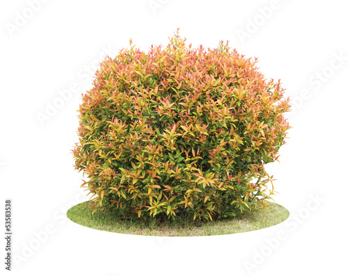 Colorful shrub of Pigeon Berry tree isolated over white backgrou