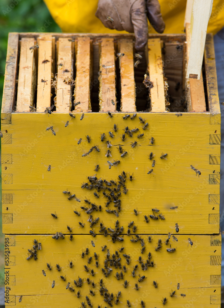 beehive beehive