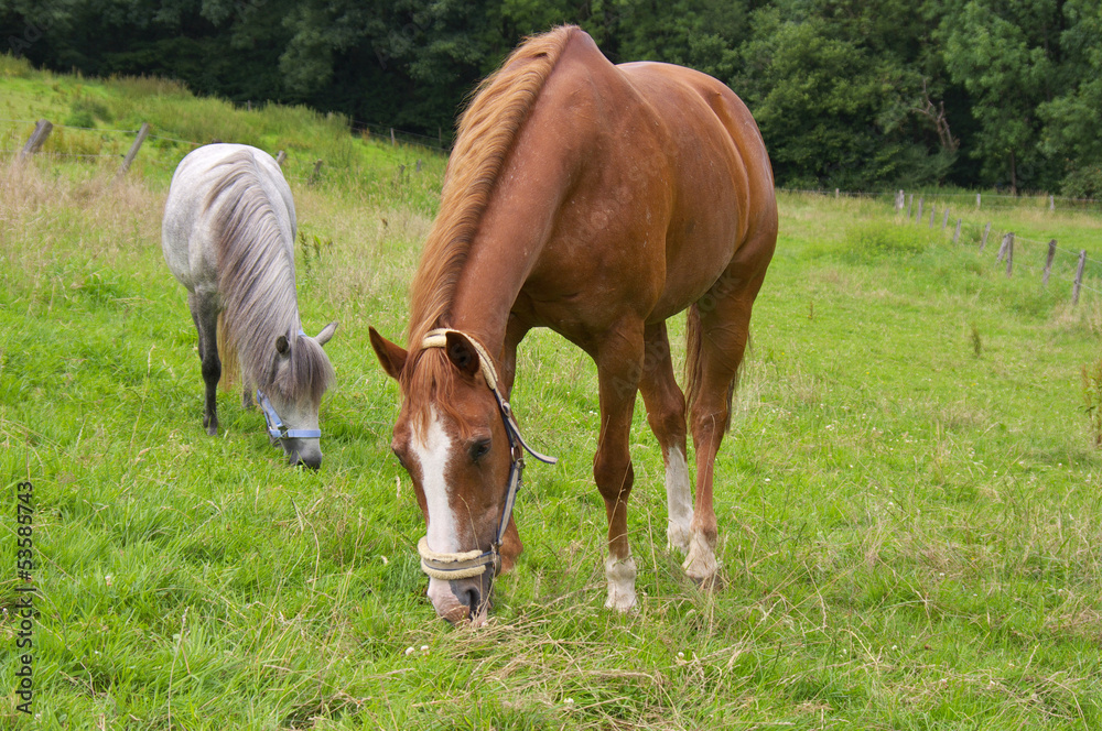 Obraz premium Pferde