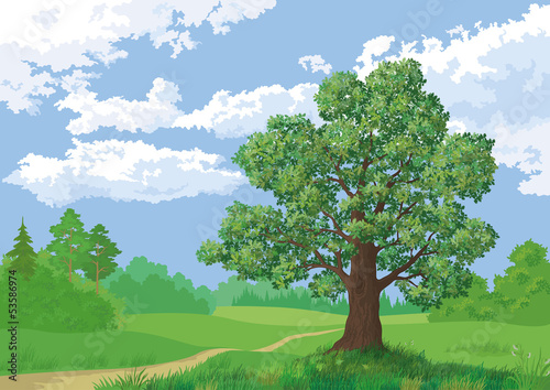 Landscape, summer forest and oak tree