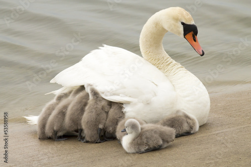 Swan With Youngling