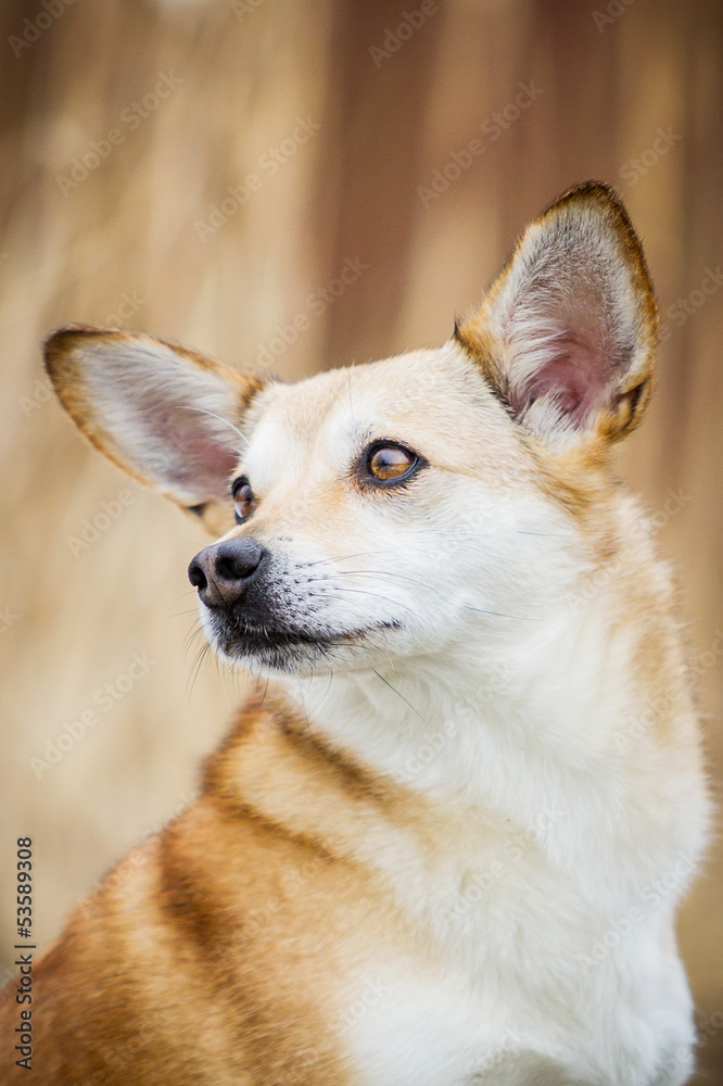 Hundeportrait