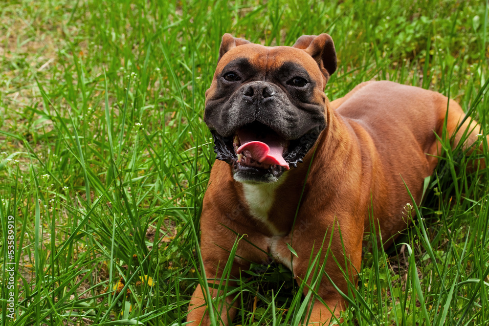 Boxer dog Boxer dog