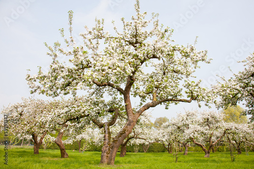 flowering apple trees in holland