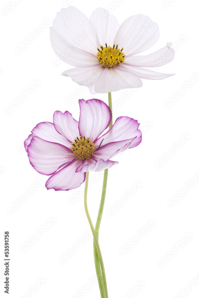 cosmos flower