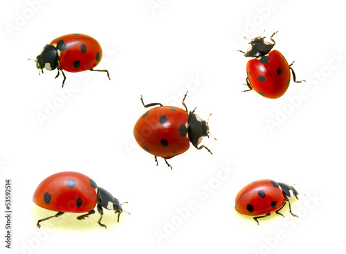 Collection of ladybugs © Alekss