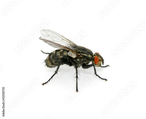 macro of  fly © Alekss