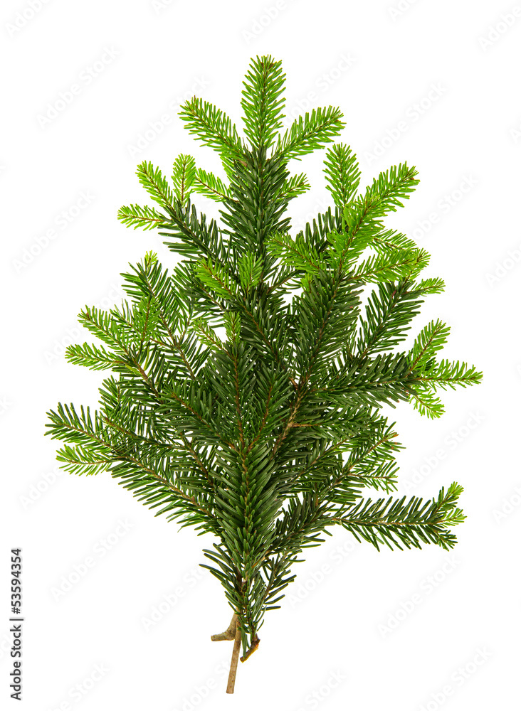 branch of christmas tree isolated on white branch of christmas tree isolated on white