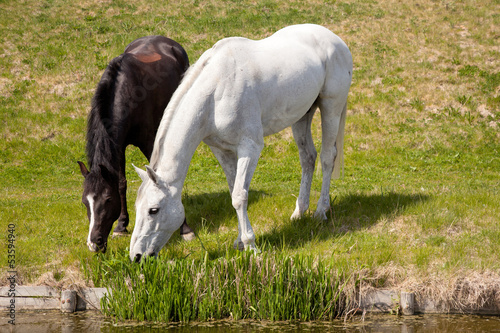 Fototapeta Naklejka Na Ścianę i Meble -  white horse and dark horse grazing together