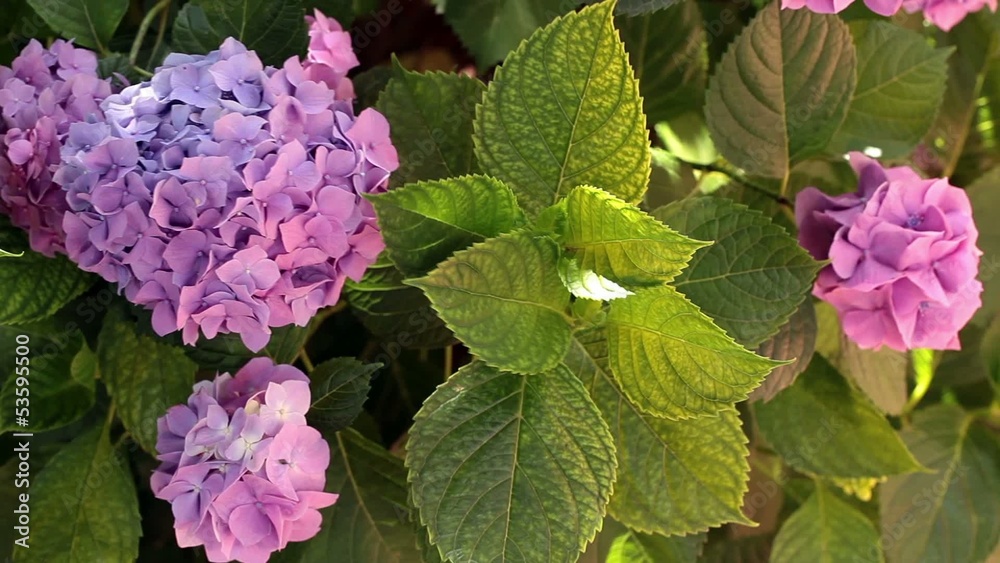 Closeup Of Hydrangea Bush In Blossom Closeup Of Hydrangea Bush In Blossom