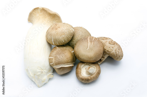 oyster mushrooms on White Background