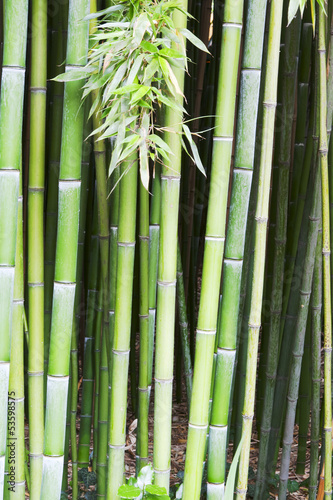 Fototapeta Naklejka Na Ścianę i Meble -  bamboo tree wood background