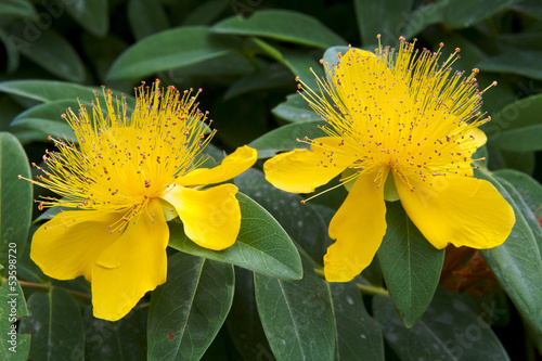 Photos beautiful yellow flowers blooming Hypericum