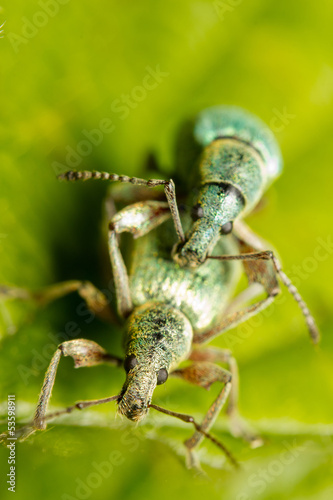 Mating of a couple of green snout beetles © corlaffra