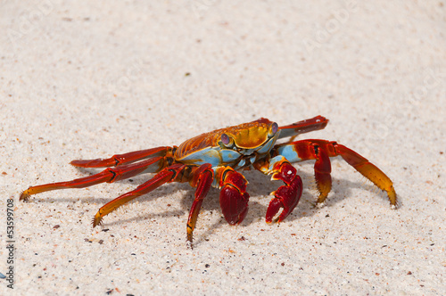 A Sally Light Crab Grapsus grapsus