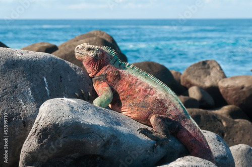 Galapagos Marine Iguana basking in the sun.