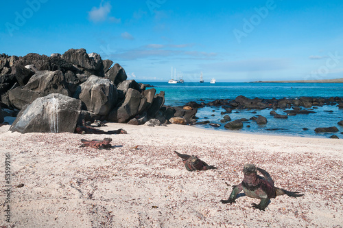 Galapagos marine iguanas on Espanola Island