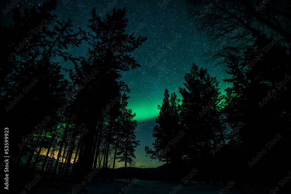 Northern lights above trees in Sweden