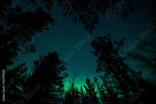 Northern lights above trees in Norway