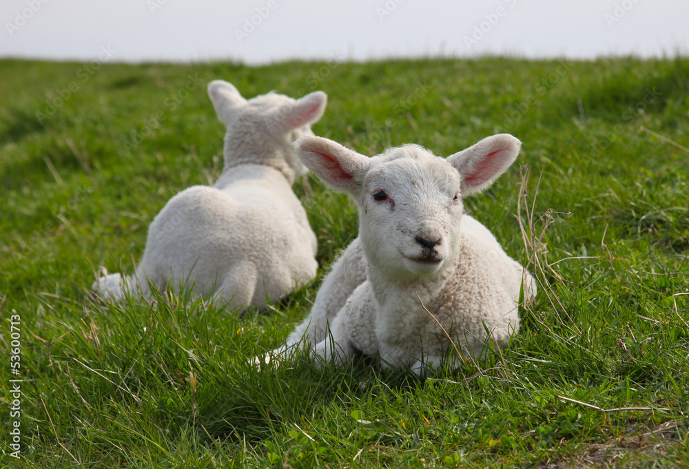 Obraz premium Zwei süsse Lämmer