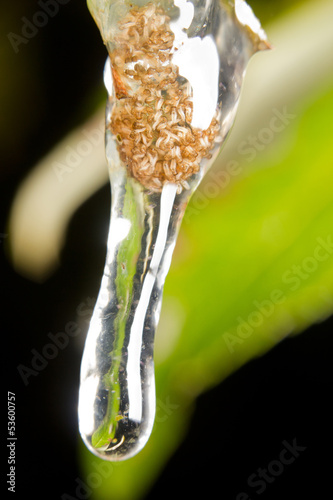 Close-up of the larval stage of caddisflies photo