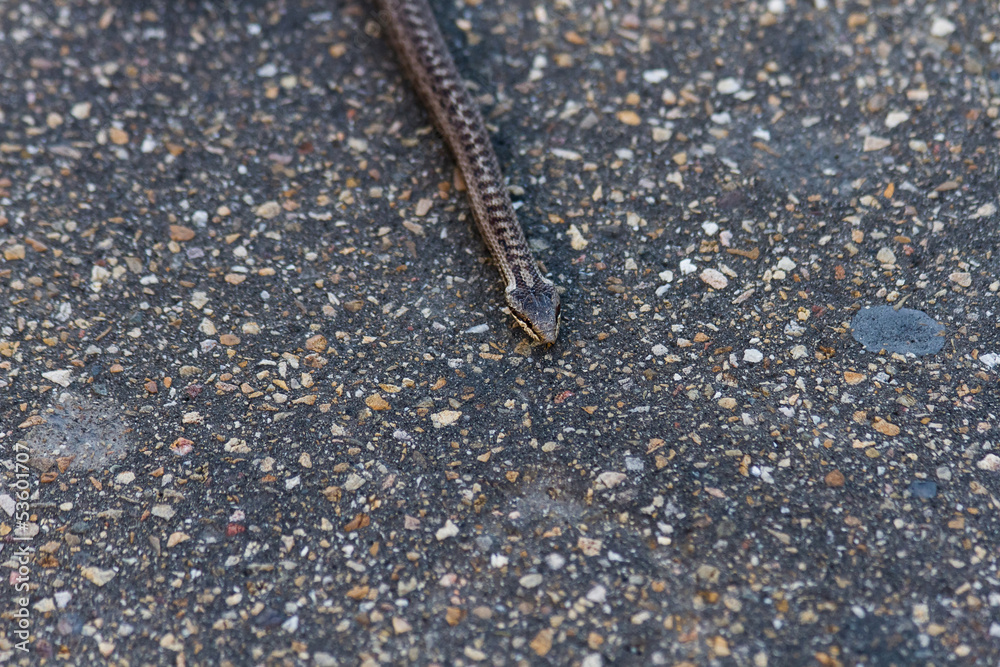 Detail asphalt snake Detail asphalt snake