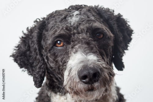 Cassie the Spanish Water Dog