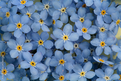 Forget-me-nots as a background