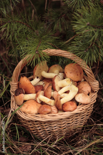 Basket of Sticky Buns or Jack mushrooms