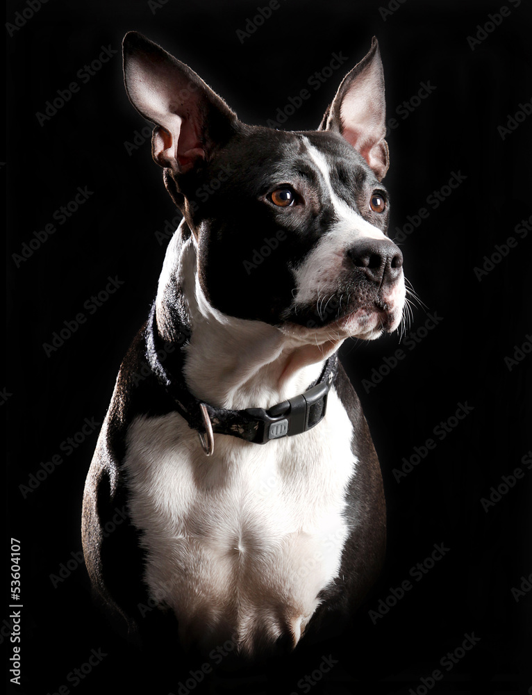 American Staffordshire terrier in front of a black background
