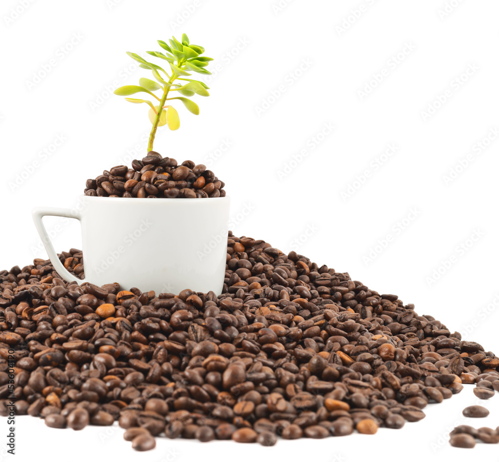 Green plant growing from the coffee beans Green plant growing from the coffee beans