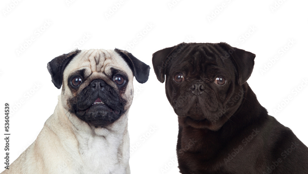 Obraz premium Nice couple of pug carlino dogs