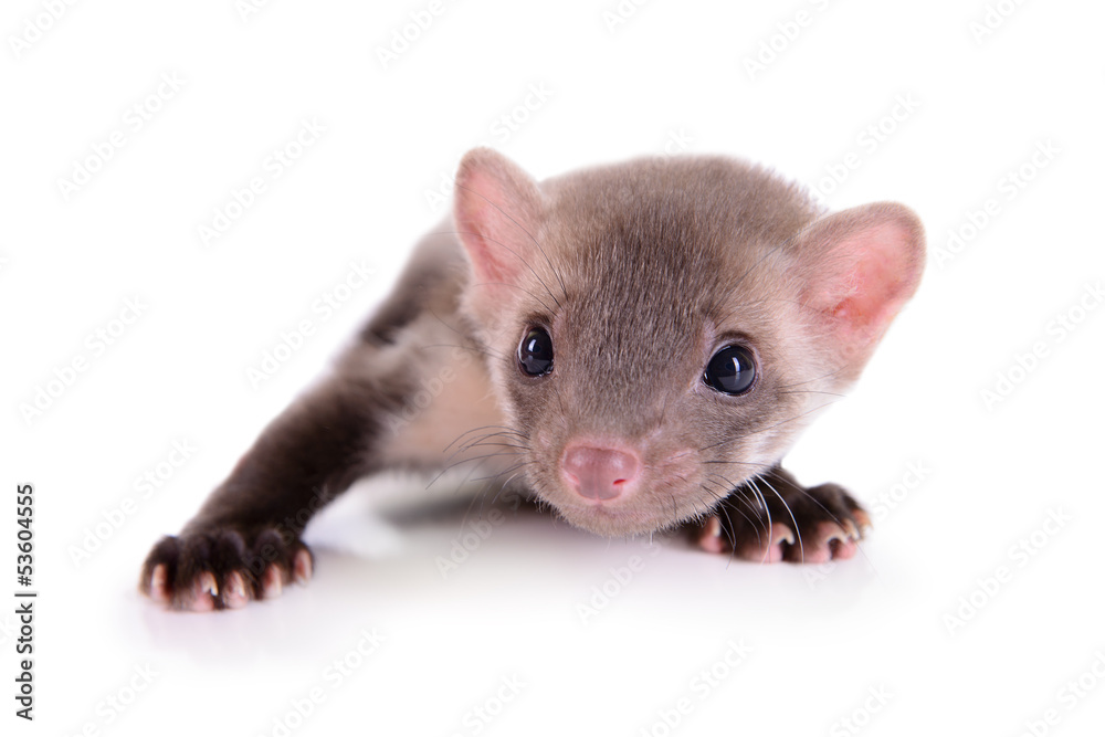 small animal rodent small animal rodent