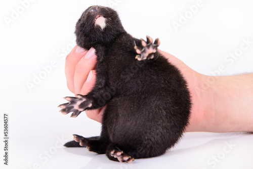 black animal mink