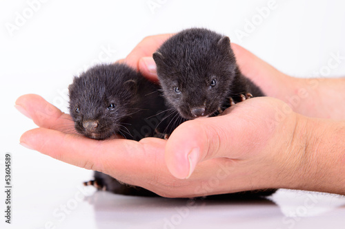 two small mink