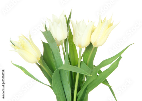 Beautiful white tulips isolated on white