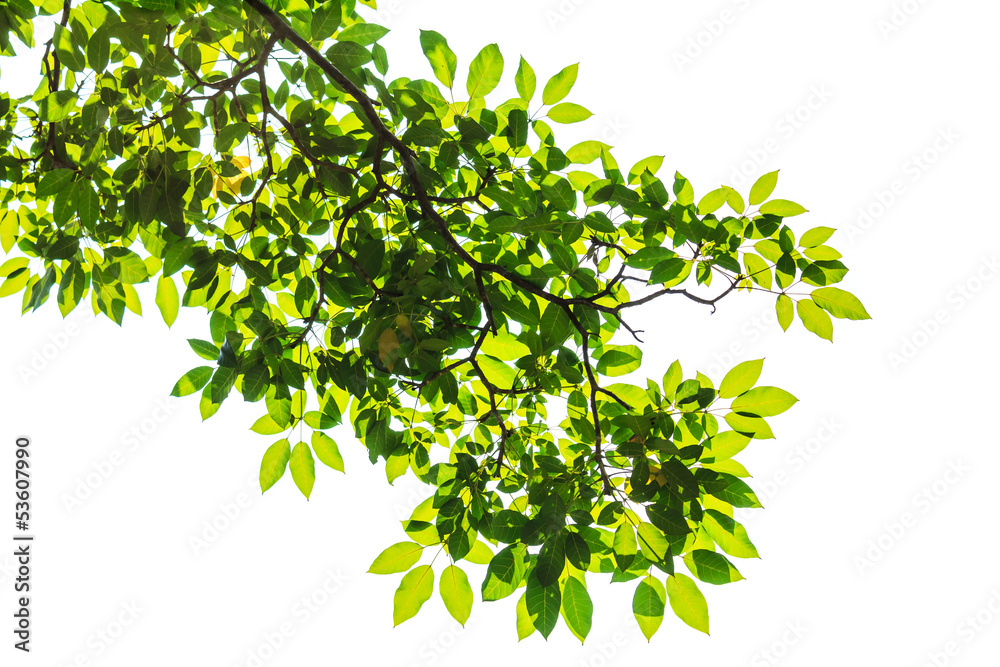 green leaf isolated on white background