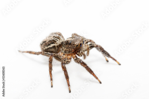 Spider on white background