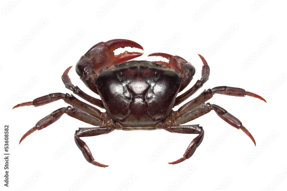 Crab. Field crab