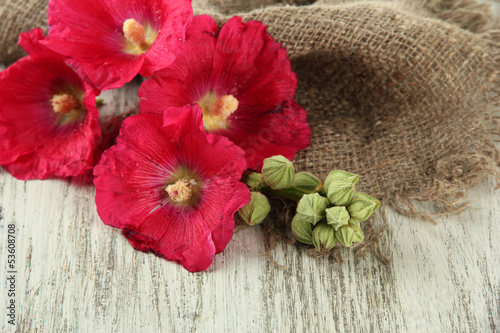 Pink mallow flowers on wooden background