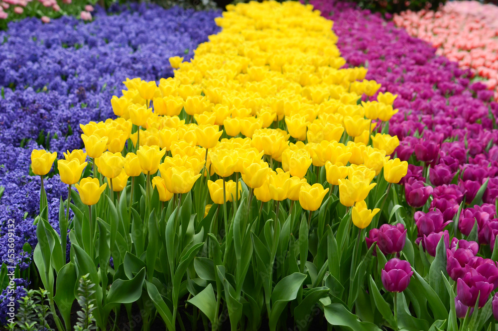 Fototapeta premium field of tulips