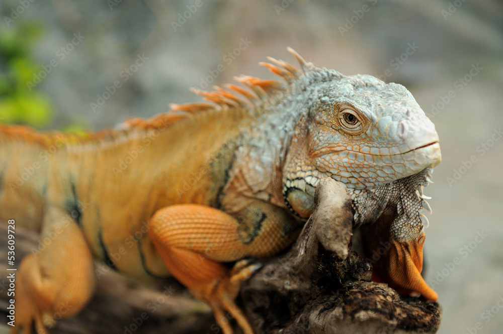 Fototapeta premium Iguana