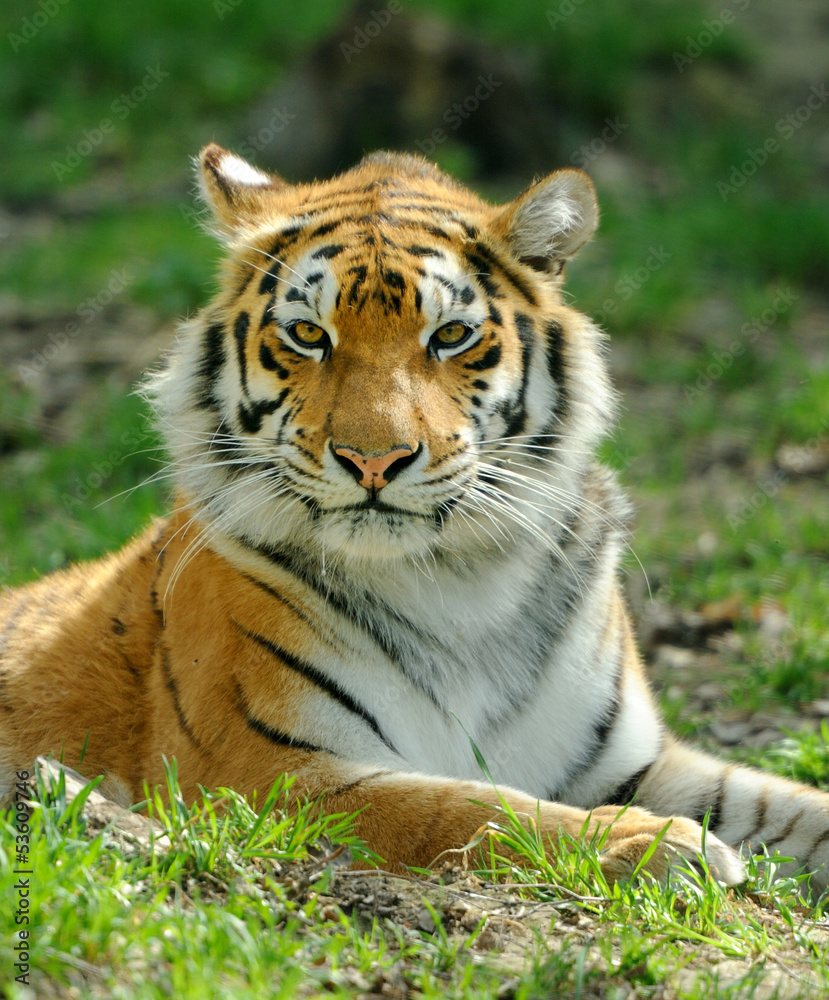 Obraz premium Tiger