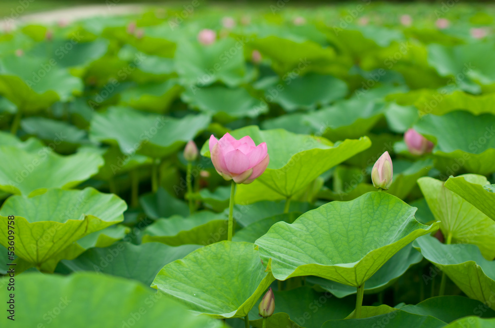 ハスの花