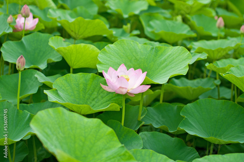 ハスの花 photo