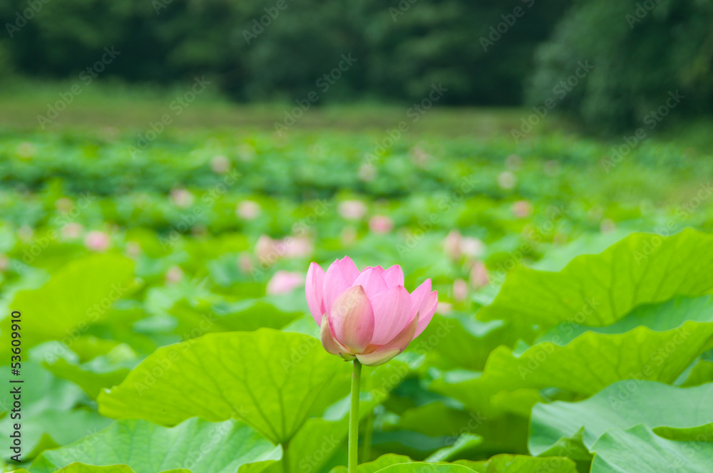 ハスの花 ハスの花