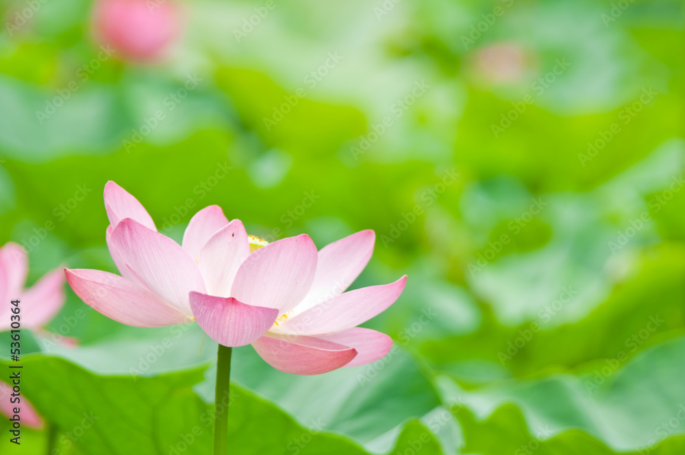 ハスの花 ハスの花