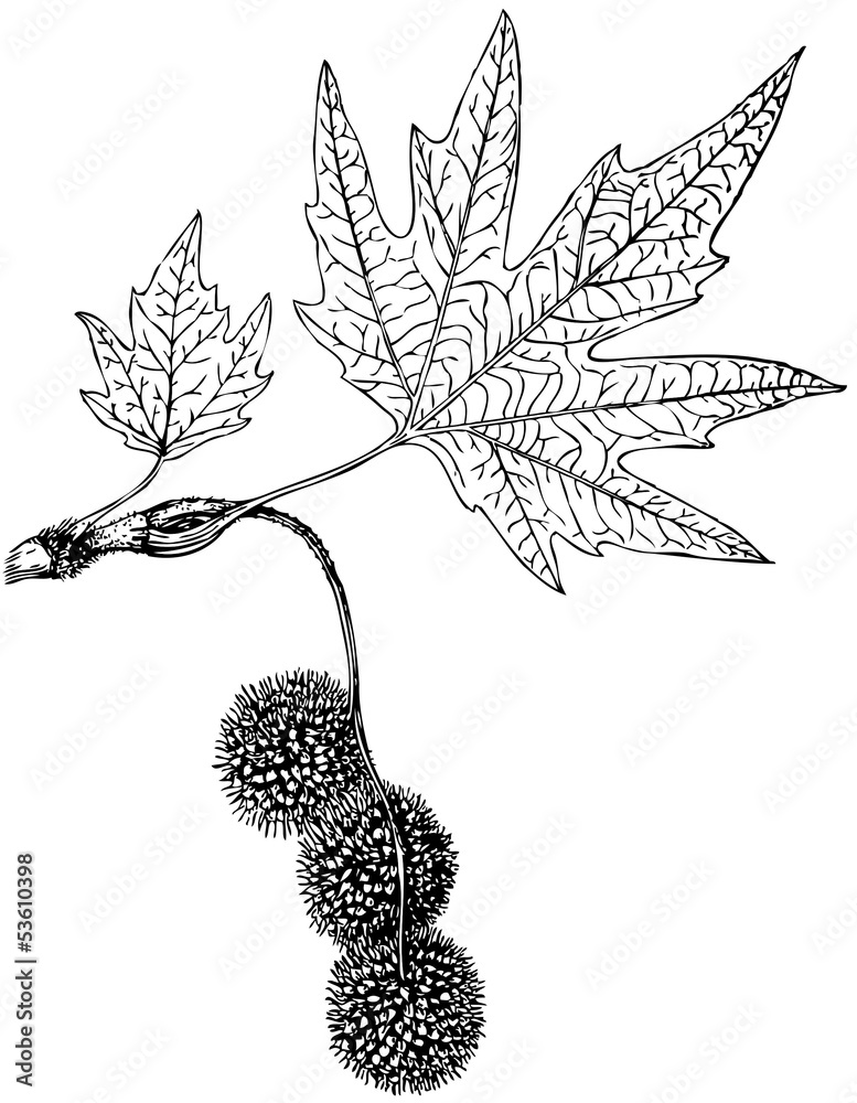 Naklejka premium Branch of Plant Platanus orientalis